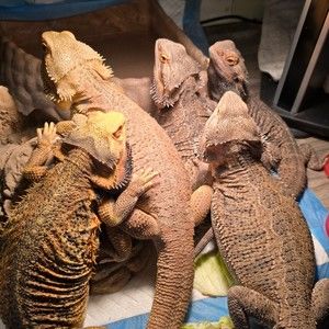 Meet your Posher, Ronald